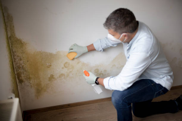 Best Mold Remediation for Healthcare Facilities  in Pegram, TN